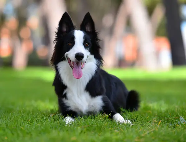 Border Collie köpeği baharda bahçede çimlerin üzerinde oturuyor.