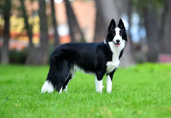Border Collie köpeği baharda bahçede çimlerin üzerinde oturuyor.
