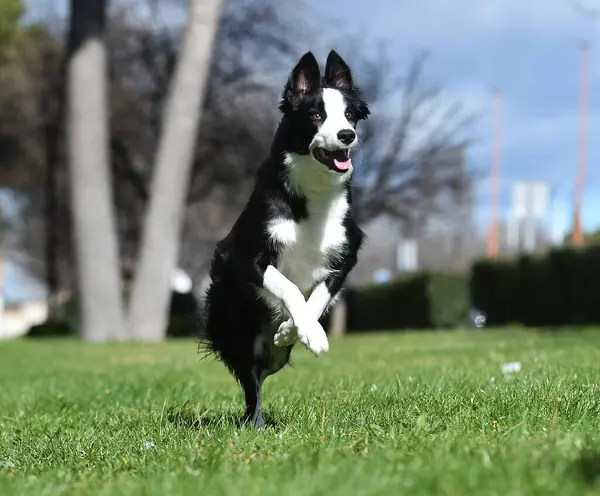 Border Collie köpeği baharda bahçede çimlerin üzerinde oturuyor.