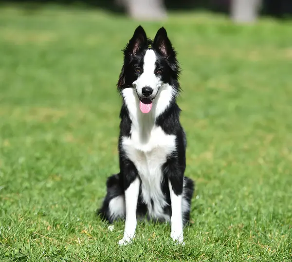 Border Collie köpeği baharda bahçede çimlerin üzerinde oturuyor.
