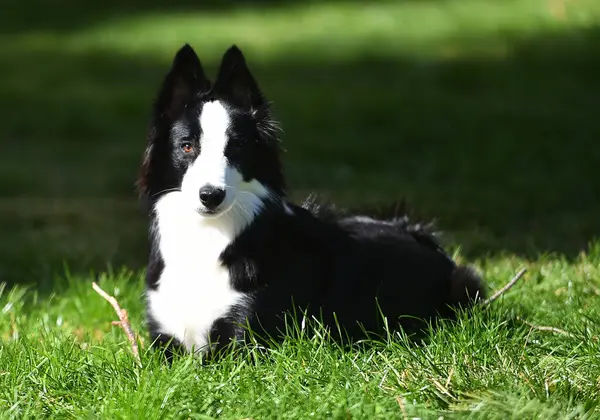 Border Collie köpeği baharda bahçede çimlerin üzerinde oturuyor.
