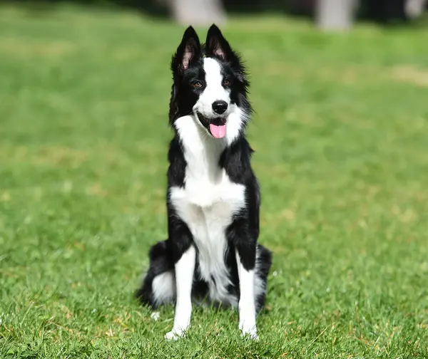 Border Collie köpeği baharda bahçede çimlerin üzerinde oturuyor.