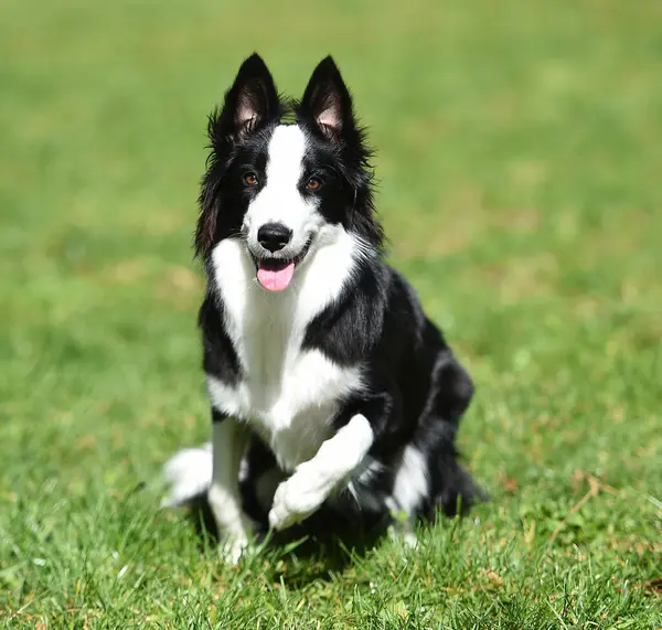 Border Collie köpeği baharda bahçede çimlerin üzerinde oturuyor.