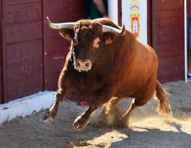 İspanya 'da geleneksel boğa güreşi gösterisinde boynuzlu İspanyol kahverengi boğası.