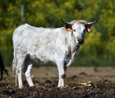 İspanya 'da sığır yetiştiren İspanyol boğası