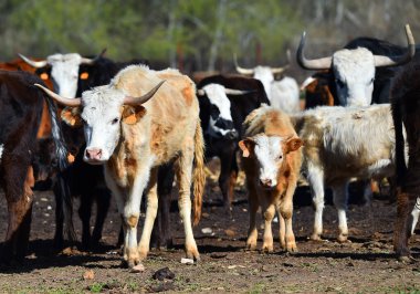 İspanya 'da sığır yetiştiren İspanyol boğası