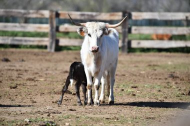 İspanyol sığır çiftliğinde ciddi bir boğa