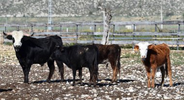 İspanya 'daki sığır çiftliğinde boğalar