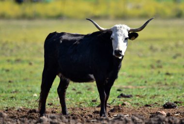 Sığır çiftliğindeki büyük İspanyol boğası