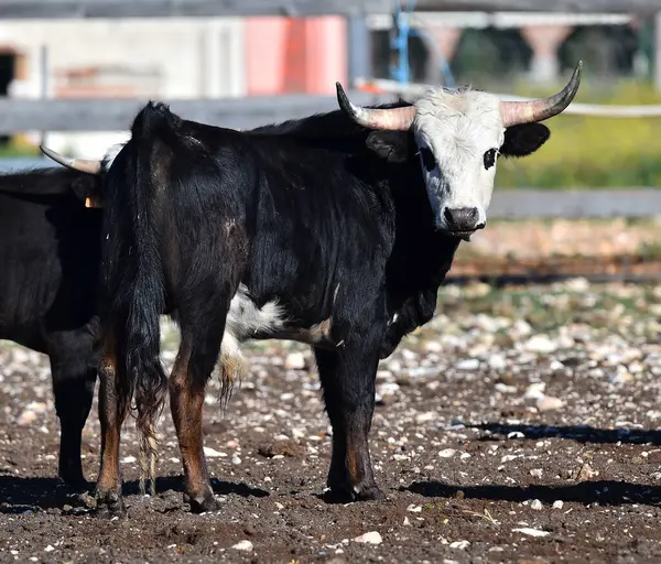 İspanya 'daki sığır çiftliğinde boğalar