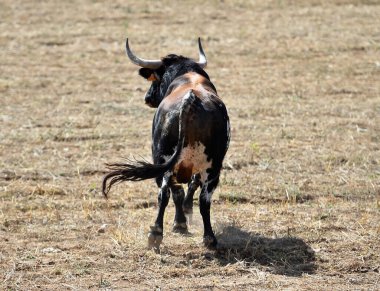 İspanya 'da geleneksel boğa güreşi gösterisinde boynuzlu İspanyol boğası