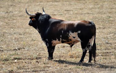 İspanya 'da geleneksel boğa güreşi gösterisinde boynuzlu İspanyol boğası