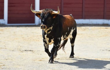 İspanya 'da geleneksel boğa güreşi gösterisinde boynuzlu İspanyol boğası