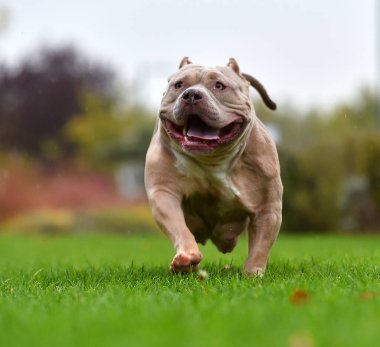 Kaslı ve ciddi bir Amerikan zorba köpeği.