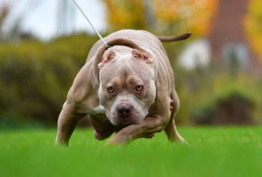 Kaslı ve ciddi bir Amerikan zorba köpeği.