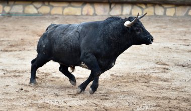 Büyük boynuzları olan boğa boğa güreşçisi boğa ringinde 