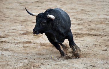Büyük boynuzları olan boğa boğa güreşçisi boğa ringinde 