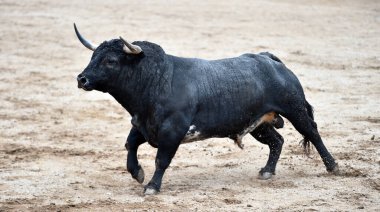 Büyük boynuzlu İspanyol boğası geleneksel boğa güreşi gösterisinde