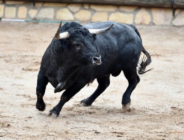 Büyük boynuzlu İspanyol boğası geleneksel boğa güreşi gösterisinde