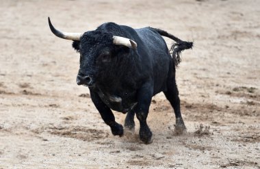 Büyük boynuzlu İspanyol boğası geleneksel boğa güreşi gösterisinde