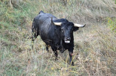 Büyük boynuzlu İspanyol boğası geleneksel boğa güreşi gösterisinde
