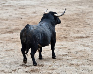 İspanya 'da geleneksel boğa güreşi gösterisinde boynuzlu bir boğa dövüşü.