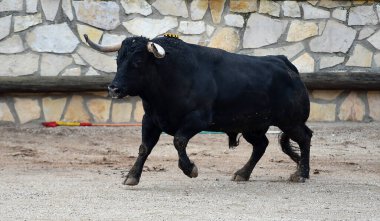 İspanya 'da geleneksel boğa güreşi gösterisinde boynuzlu bir boğa dövüşü.