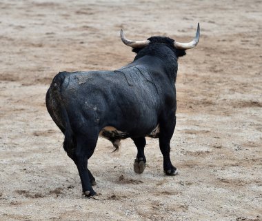 İspanya 'da geleneksel boğa güreşi gösterisinde boynuzlu bir boğa dövüşü.