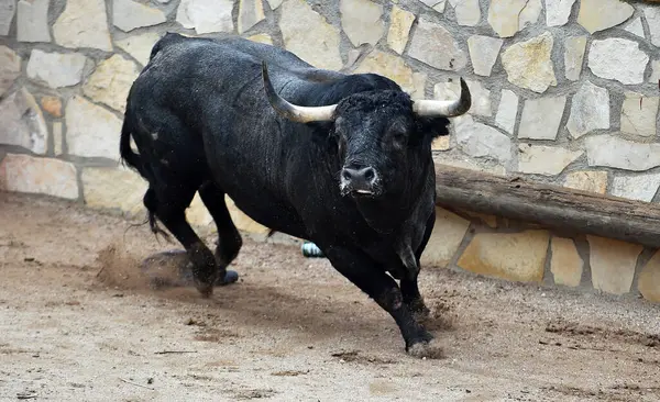 Büyük boynuzlu İspanyol boğası geleneksel boğa güreşi gösterisinde