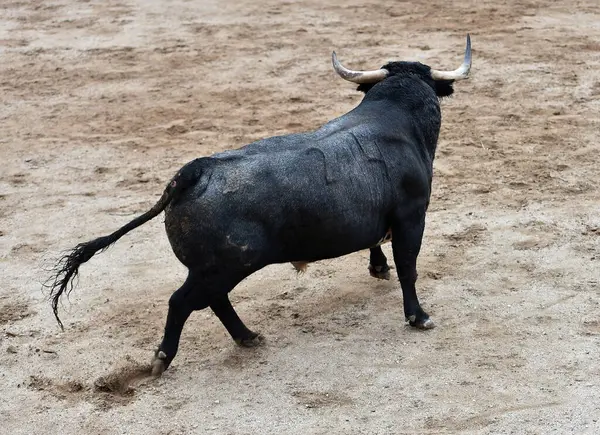 İspanya 'da geleneksel boğa güreşi gösterisinde boynuzlu bir boğa dövüşü.