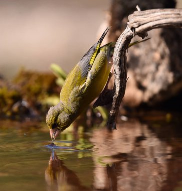 Yeşil ispinoz (kloris kloris) bir dala tünemiş.
