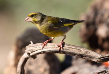 Yeşil ispinoz (kloris kloris) bir dala tünemiş.