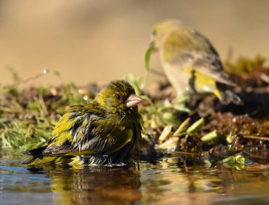 Yeşil ispinoz (kloris kloris) bir dala tünemiş.