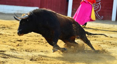 İspanyol boğa ringinde güçlü bir boğa