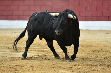 İspanya 'da geleneksel boğa güreşi gösterisinde boynuzlu siyah boğa