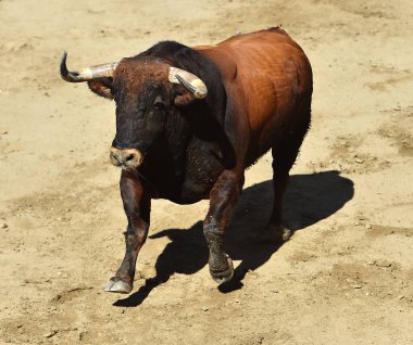 İspanya 'da güçlü boğa
