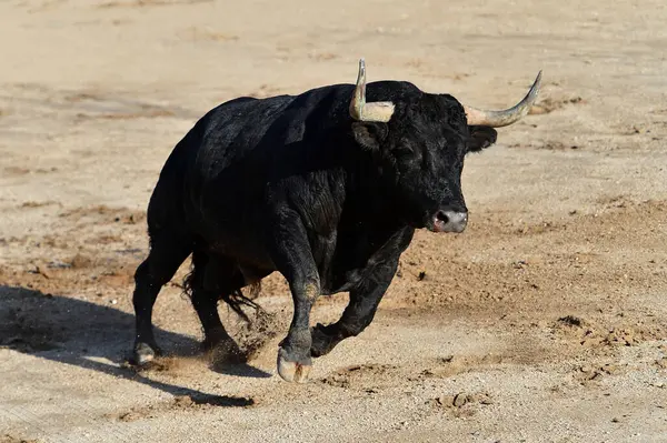 Büyük boynuzlu güçlü siyah boğa.