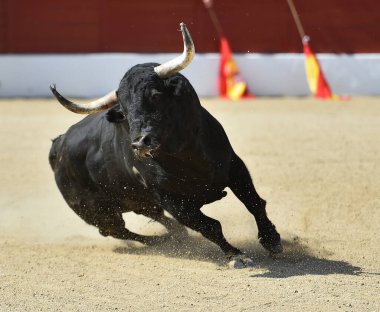 İspanya 'daki güçlü siyah boğa