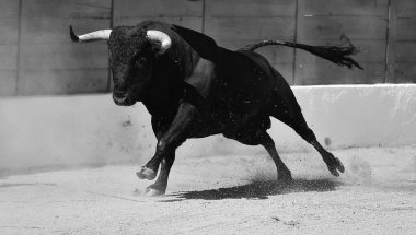 İspanyol boğa ringinde güçlü siyah boğa