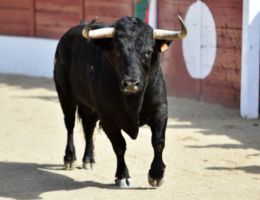 İspanyol boğa ringinde güçlü siyah boğa