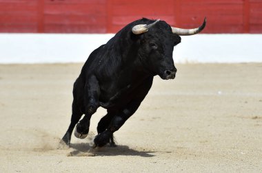 İspanyol boğa ringinde güçlü siyah boğa
