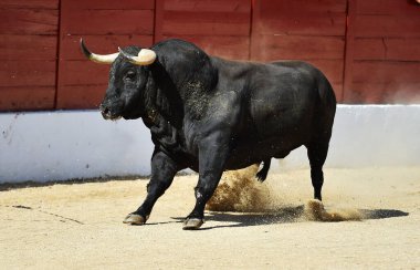 İspanyol boğa ringinde güçlü siyah boğa