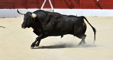İspanyol boğa ringinde güçlü siyah boğa