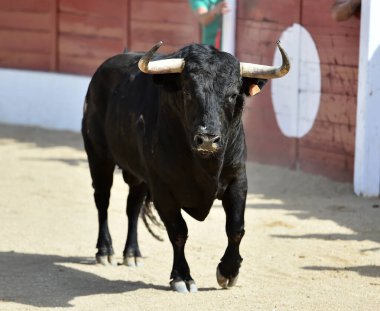 İspanyol boğa boynuzlarıyla İspanya 'da geleneksel boğa güreşi gösterisinde
