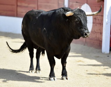 İspanyol boğa boynuzlarıyla İspanya 'da geleneksel boğa güreşi gösterisinde