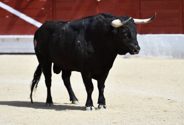 İspanyol boğa boynuzlarıyla İspanya 'da geleneksel boğa güreşi gösterisinde