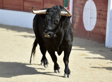İspanyol boğa boynuzlarıyla İspanya 'da geleneksel boğa güreşi gösterisinde
