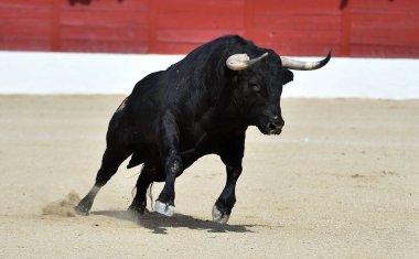 İspanyol boğa boynuzlarıyla İspanya 'da geleneksel boğa güreşi gösterisinde