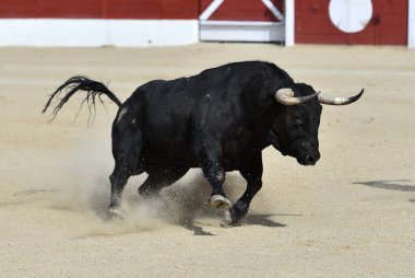 İspanya 'da geleneksel boğa güreşi gösterisinde boynuzlu siyah boğa