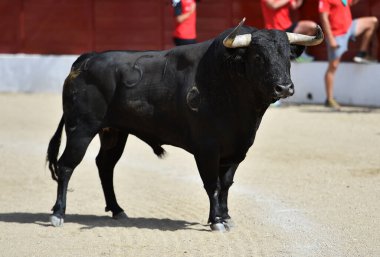 black bull with big horns in a traditional spectacle of bullfight in spain clipart